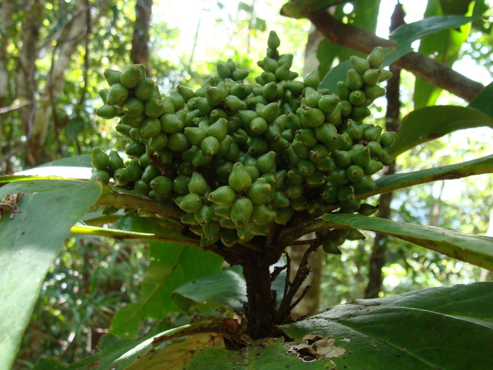 Symplocos neocaledonica fruit