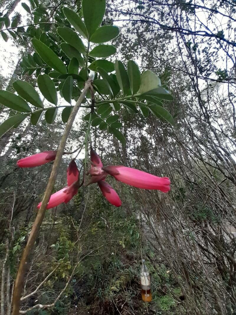 Campsidium valdivianum flower