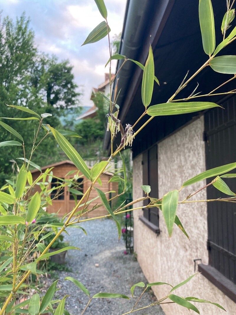 Phyllostachys aurea flower