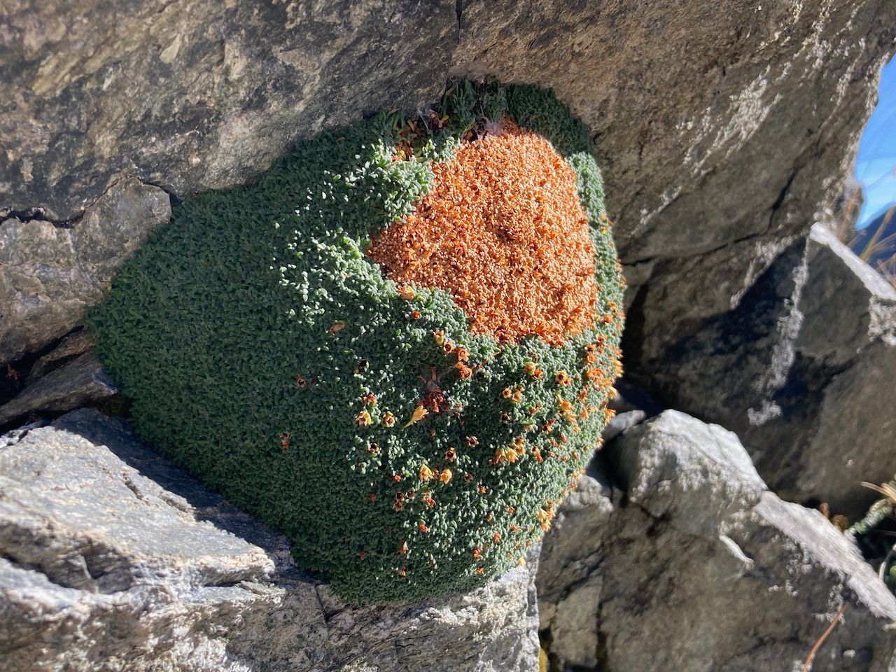 Androsace pyrenaica habit