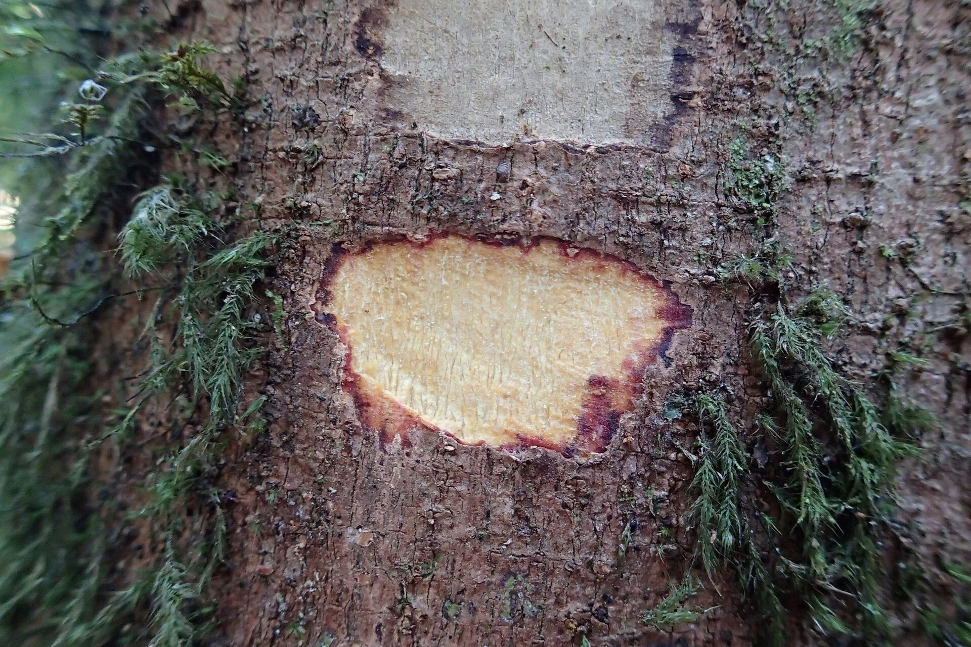 Geijera balansae bark