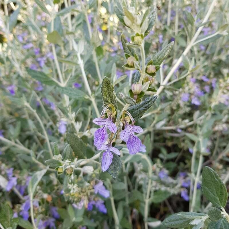 Teucrium fruticans fruit