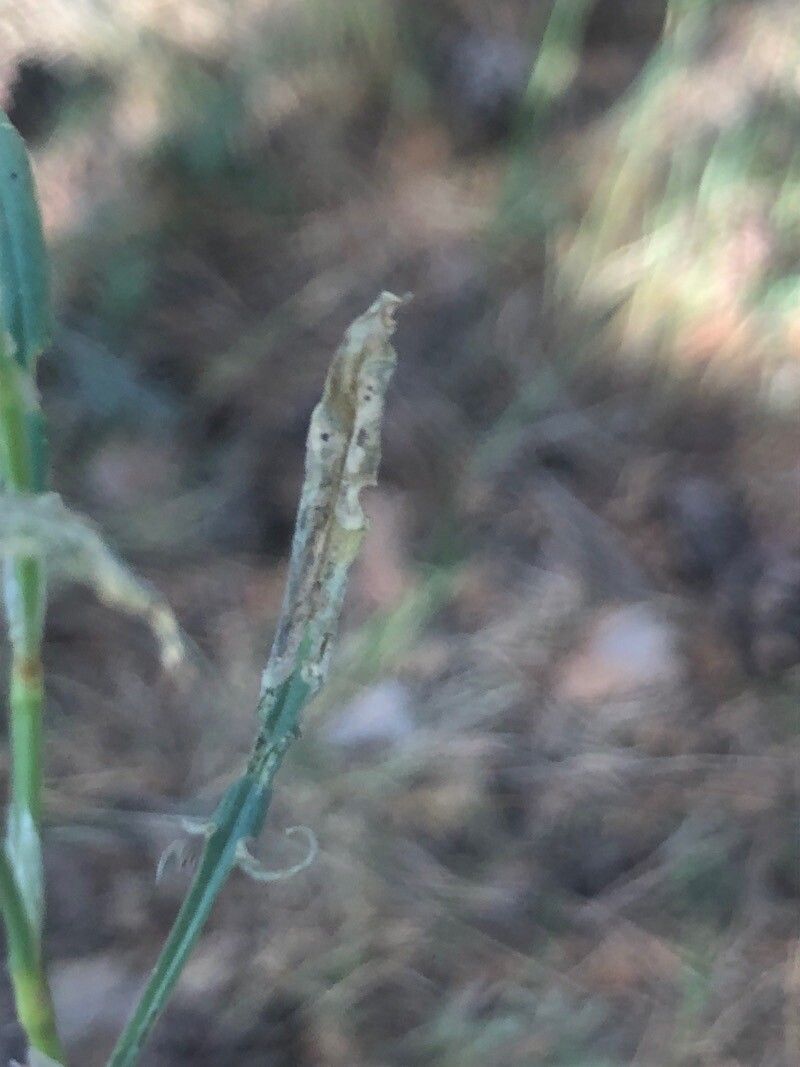 Rumex thyrsiflorus leaf