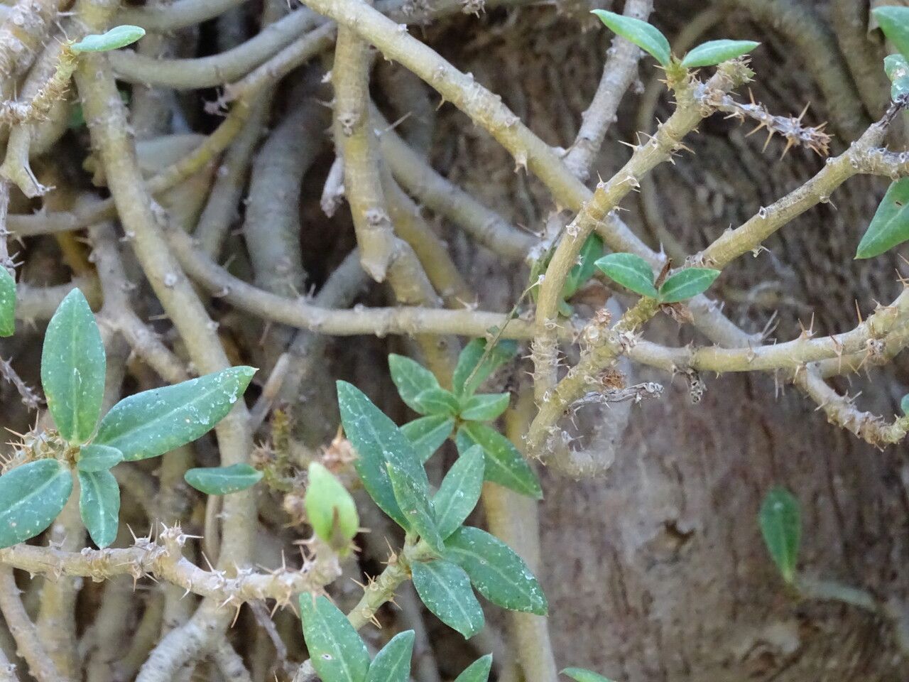 Pachypodium bispinosum bark
