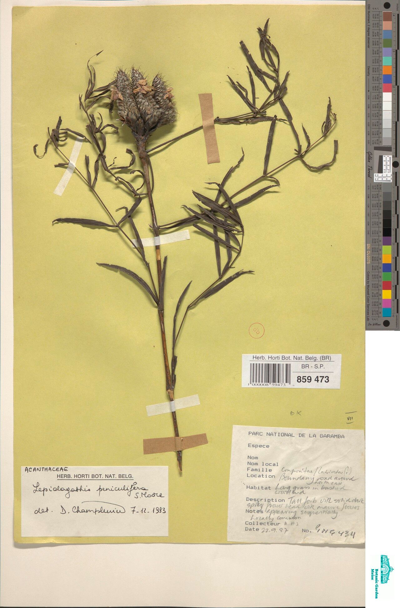 Lepidagathis peniculifera — houseplant care guide