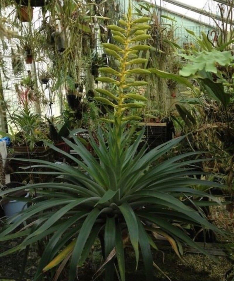 Tillandsia oerstediana — search result for 'Costa Rica'