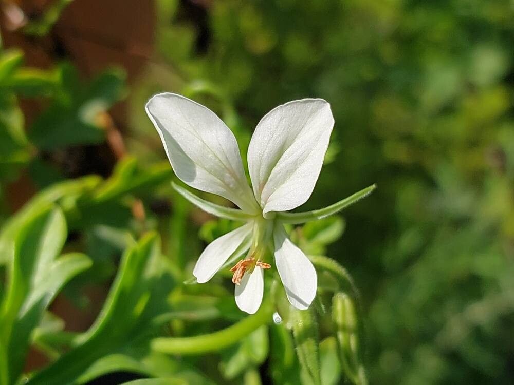 Pelargonium exhibens flower