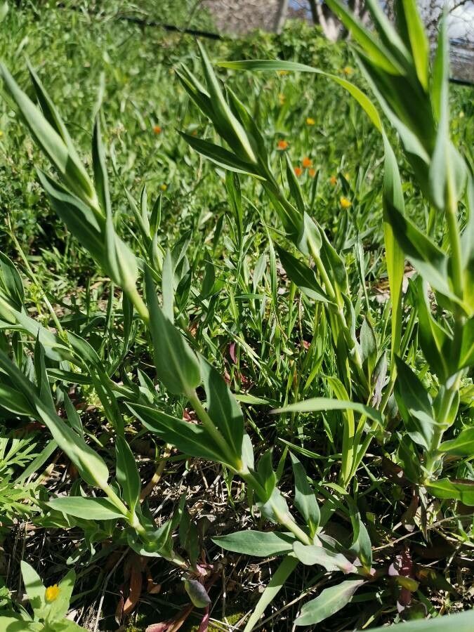 Vaccaria hispanica leaf