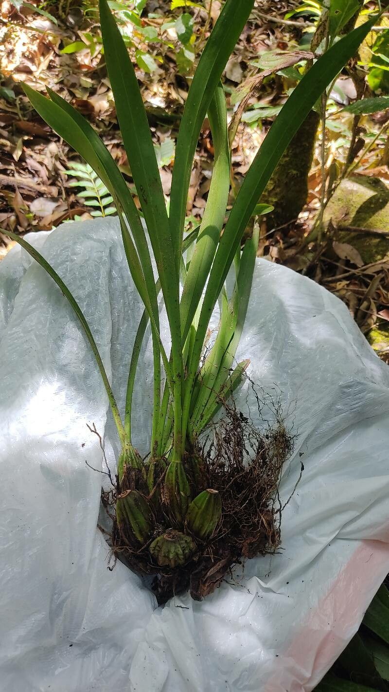 Maxillaria egertoniana leaf