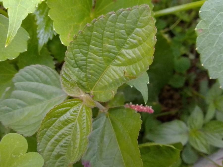 Acalypha monostachya — search result for 'Acalypha'