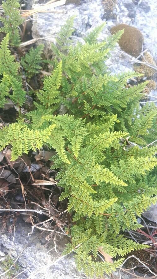 Cheilanthes persica — search result for 'Cheilanthes'