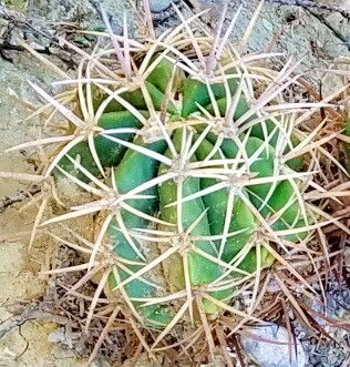Melocactus lemairei — houseplant care guide