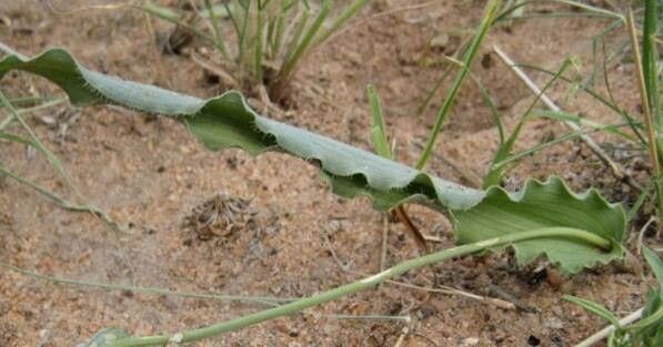 Dipcadi crispum habit