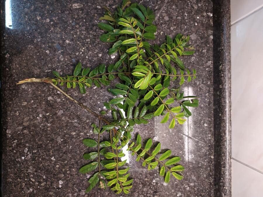 Spondias expeditionaria — related species from the same genus