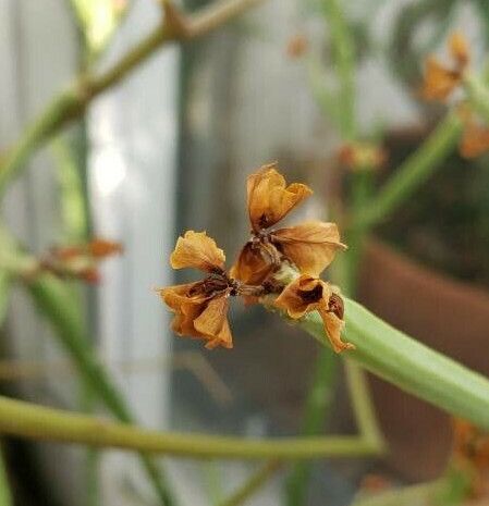 Euphorbia nubica flower