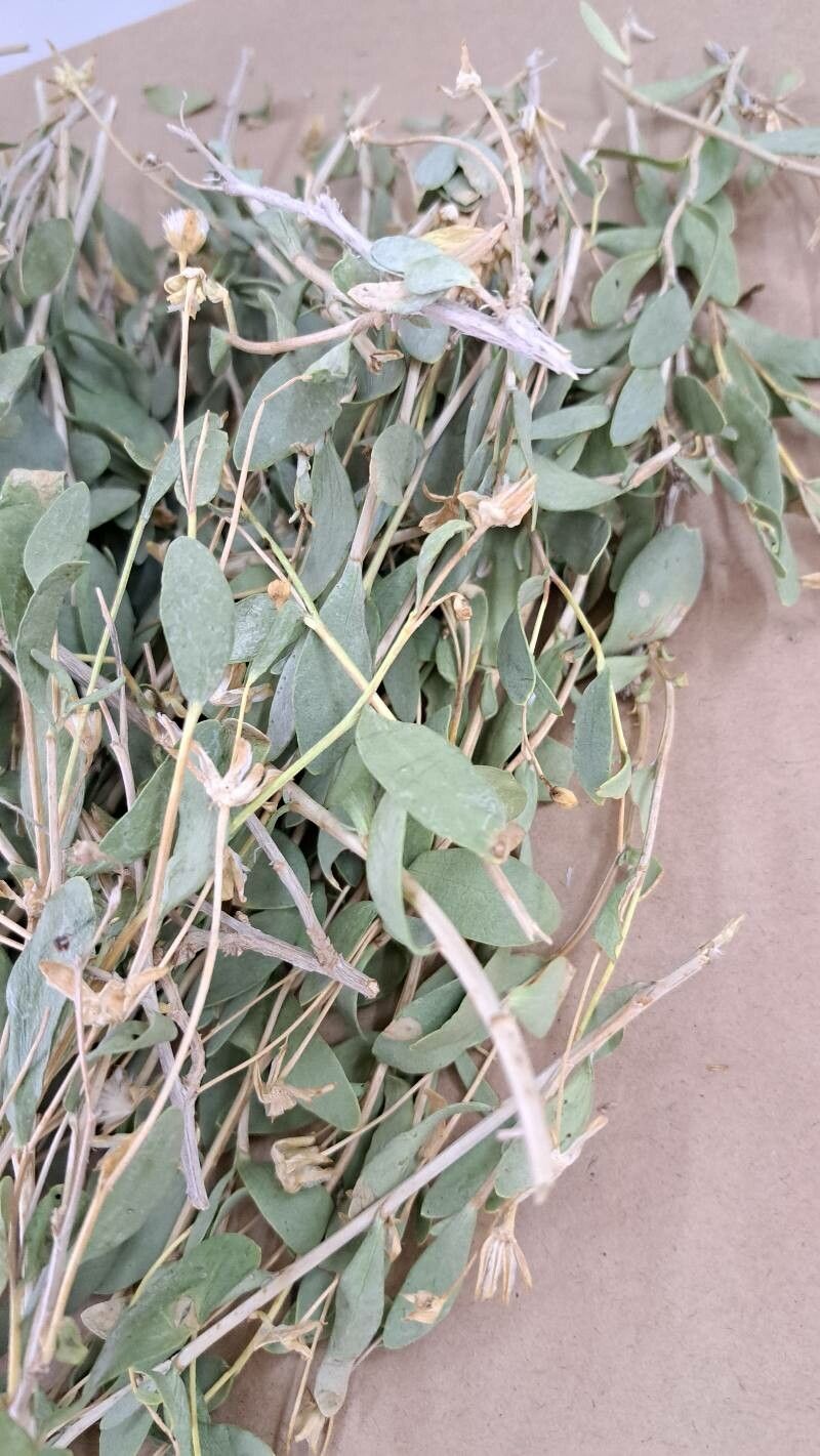 Hertia angustifolia leaf