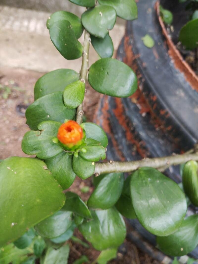 Leuenbergeria lychnidiflora flower