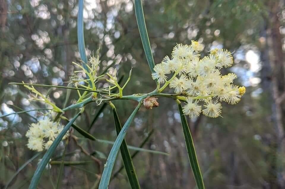 Acacia suaveolens flower