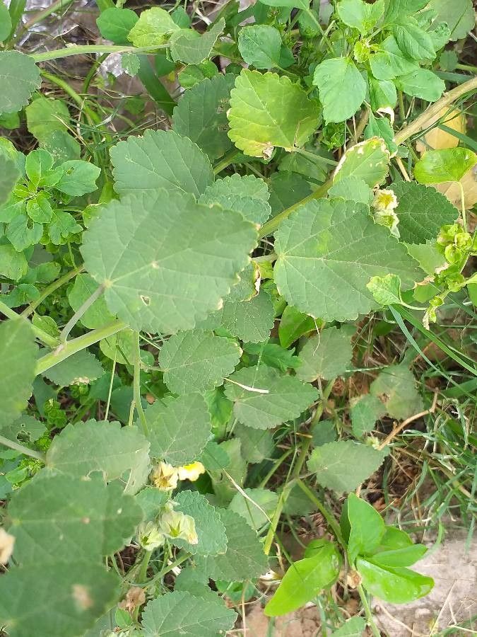 Sida cordifolia
