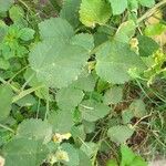 Sida cordifolia