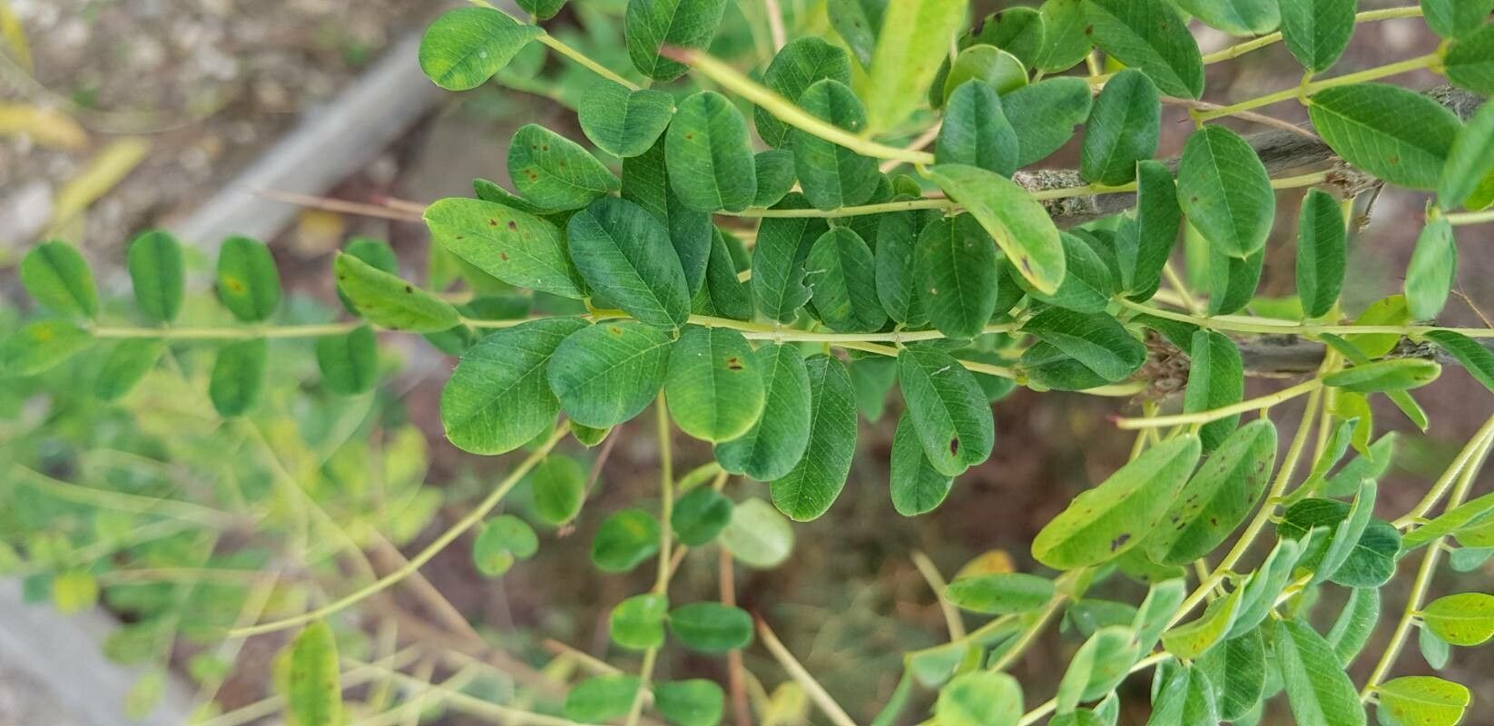 Caragana brevispina leaf