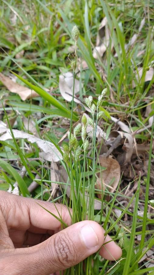 Carex tribuloides leaf