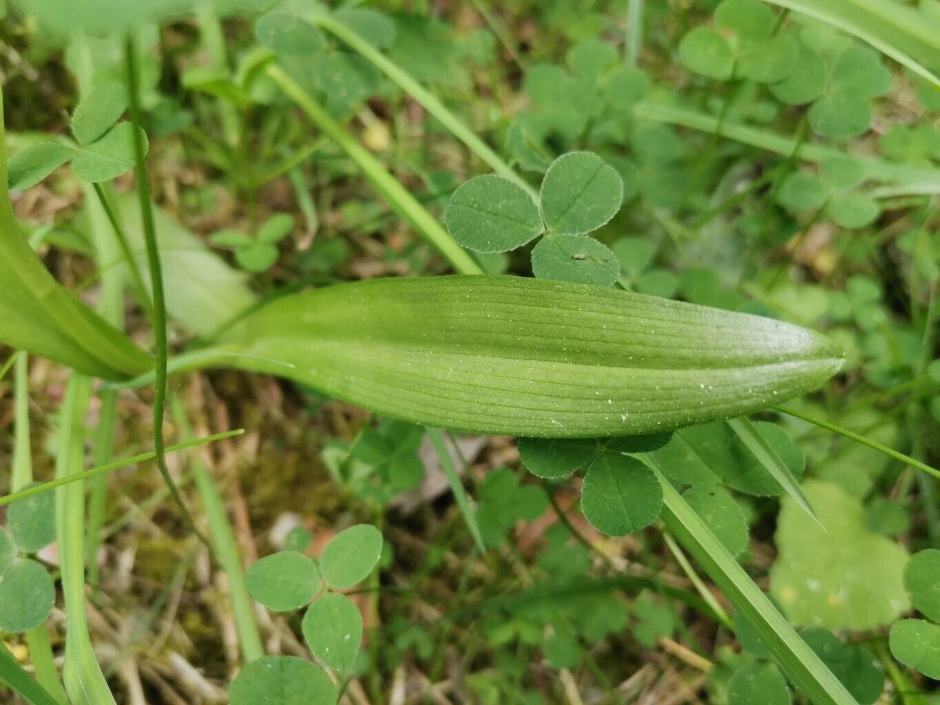 Dactylorhiza sibirica — search result for 'Dactylorhiza'