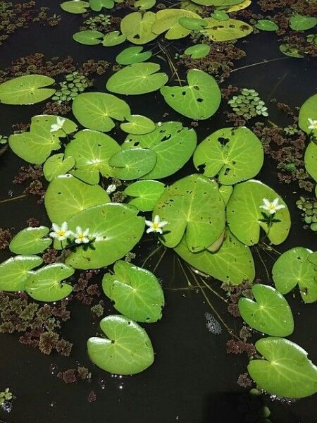 Nymphoides indica habit