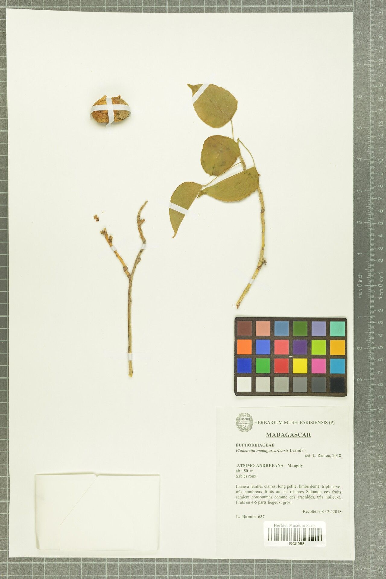 Plukenetia madagascariensis — search result for 'Plukenetia'