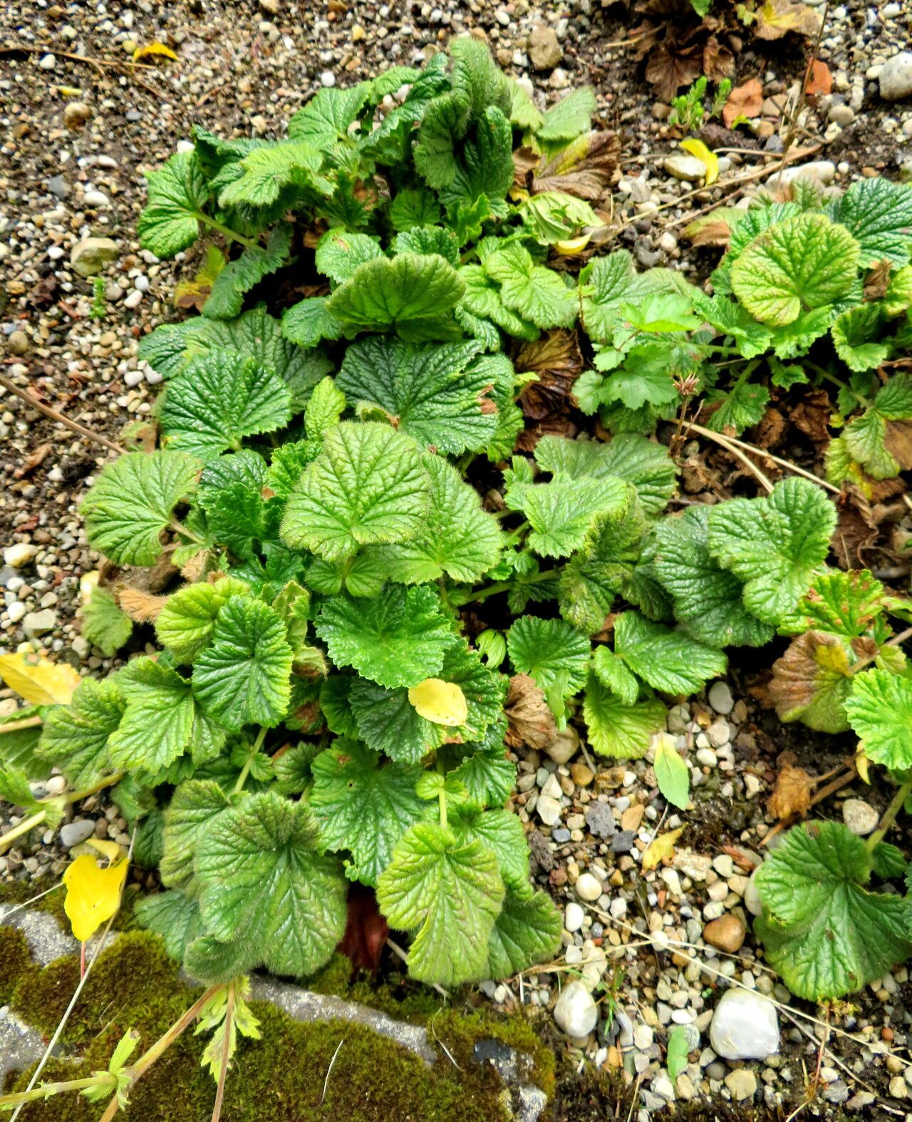 Geum capense habit