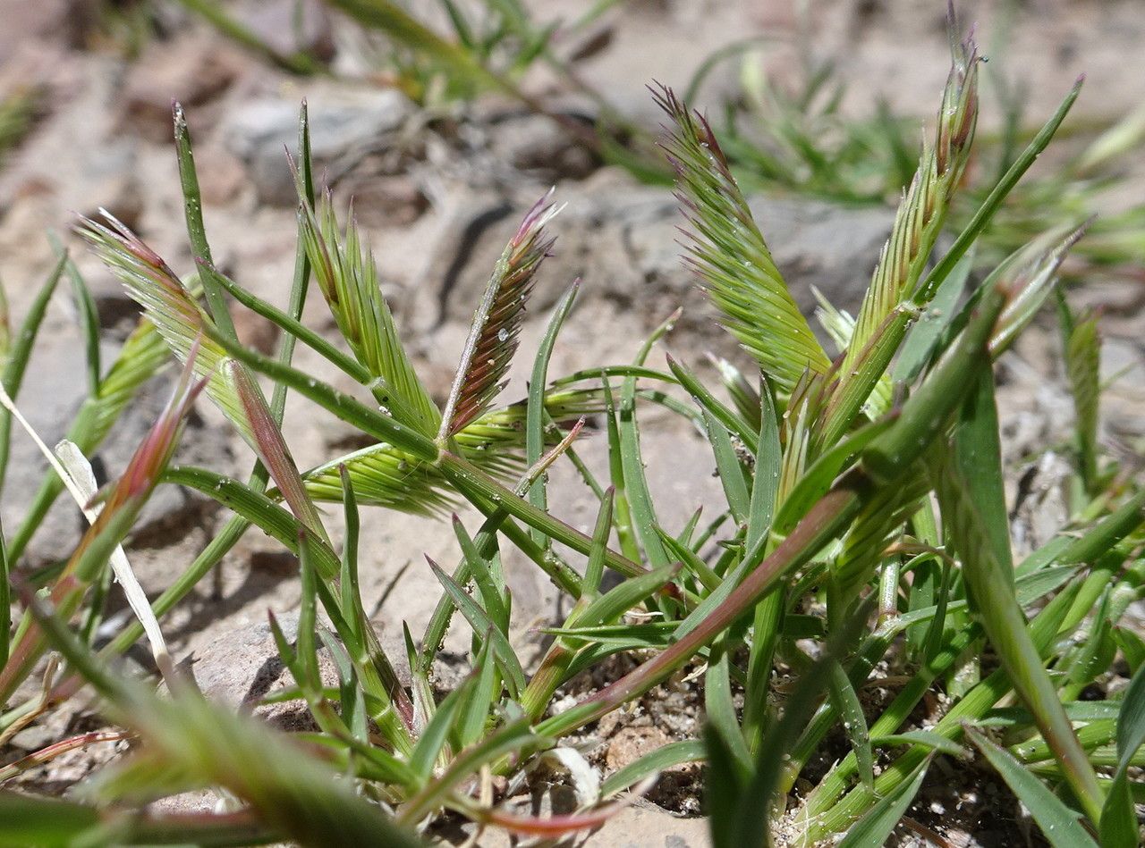 Chondrosum simplex flower