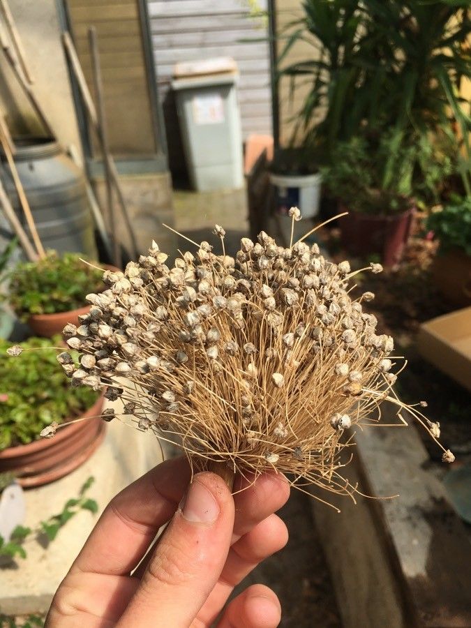 Allium polyanthum fruit
