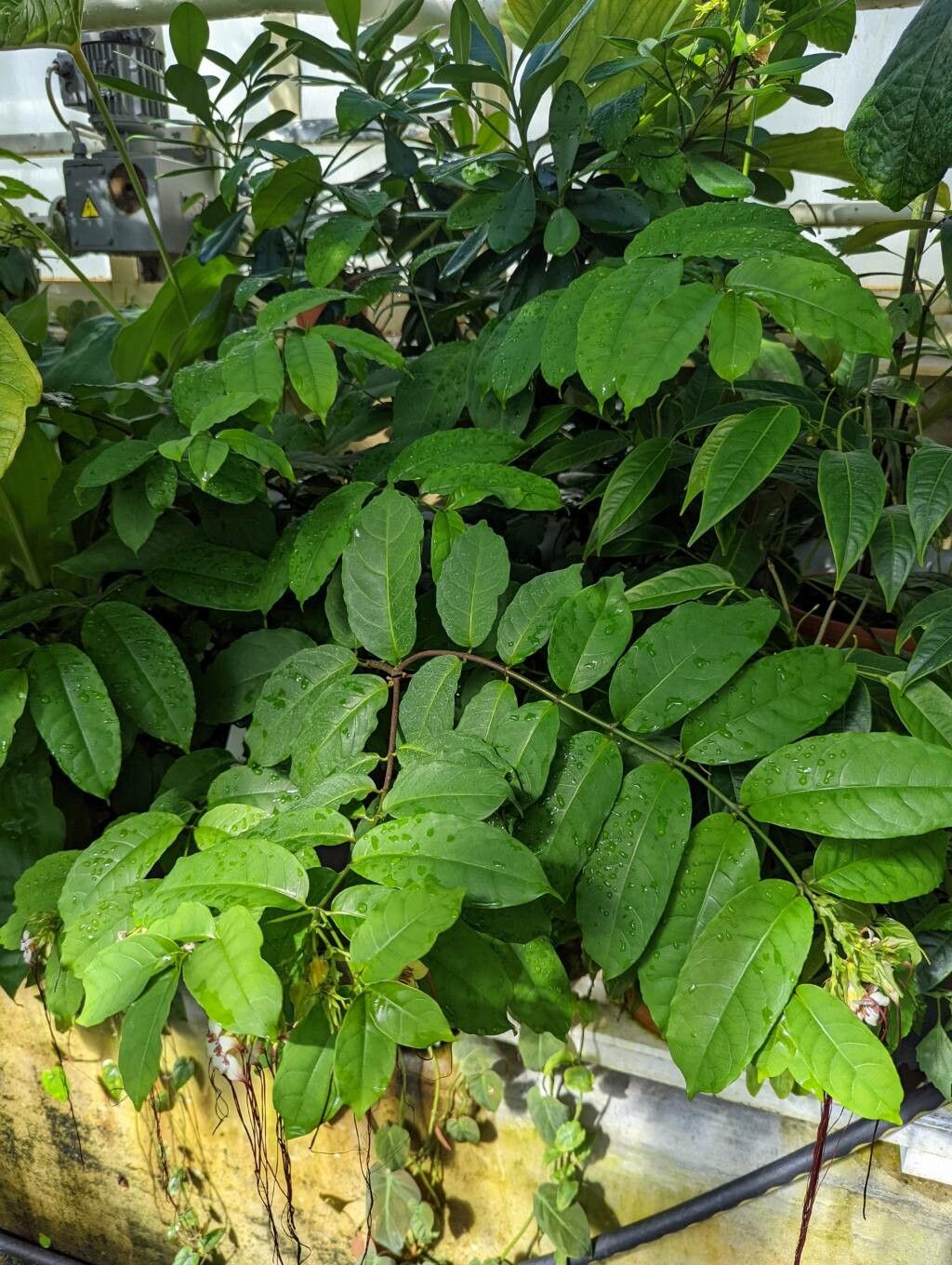 Strophanthus preussii habit
