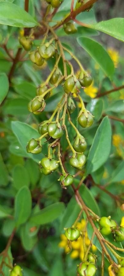 Galphimia glauca fruit