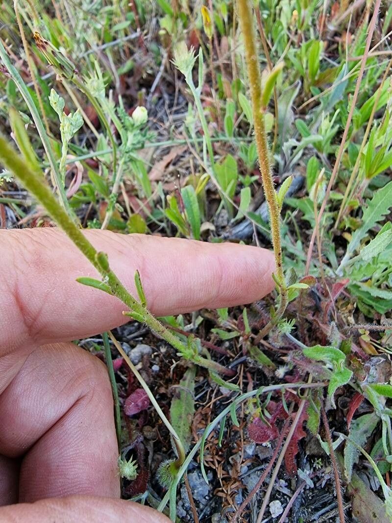 Linaria incarnata — search result for 'Linaria'