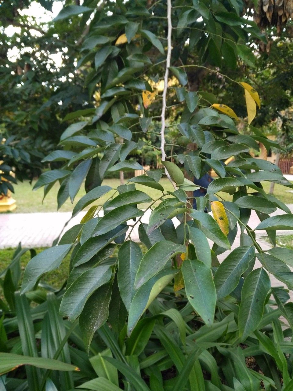 Dalbergia hupeana — search result for 'South Korea'