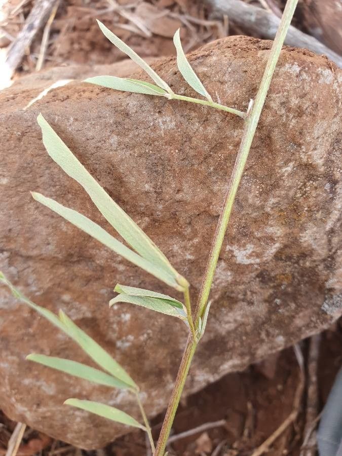 Tephrosia emeroides — search result for 'Tephrosia'