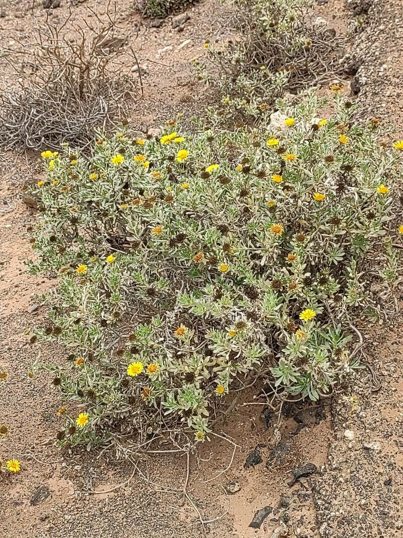 Asteriscus intermedius habit