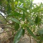 Myoporum tenuifolium