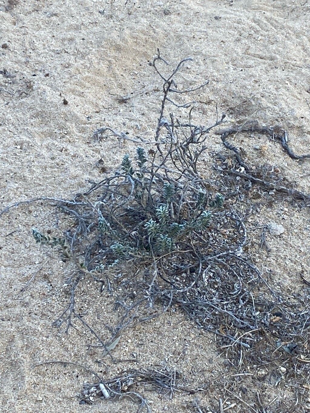 Astragalus trifoliatus habit