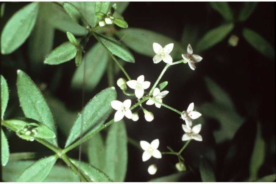 Galium obtusum flower