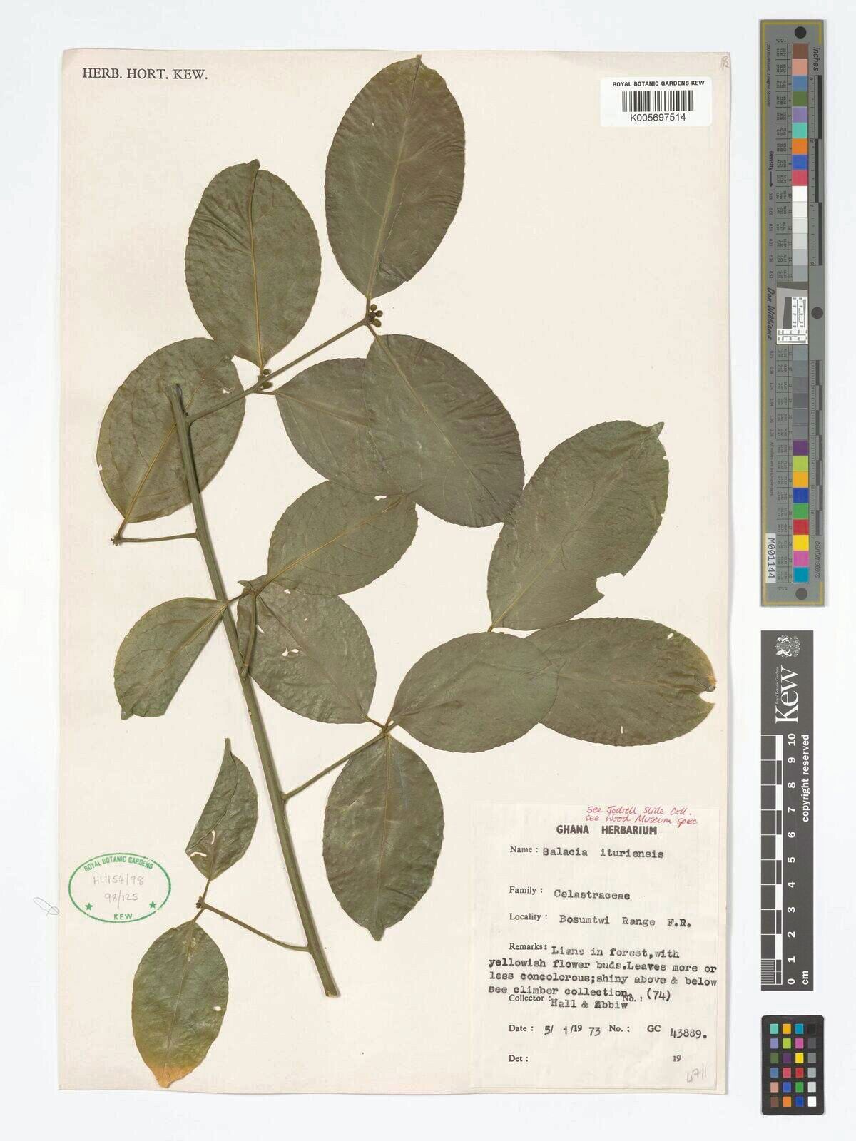 Salacia ituriensis — houseplant care guide