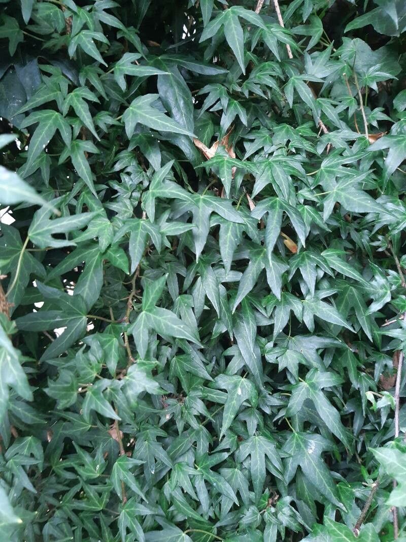 Hedera nepalensis habit