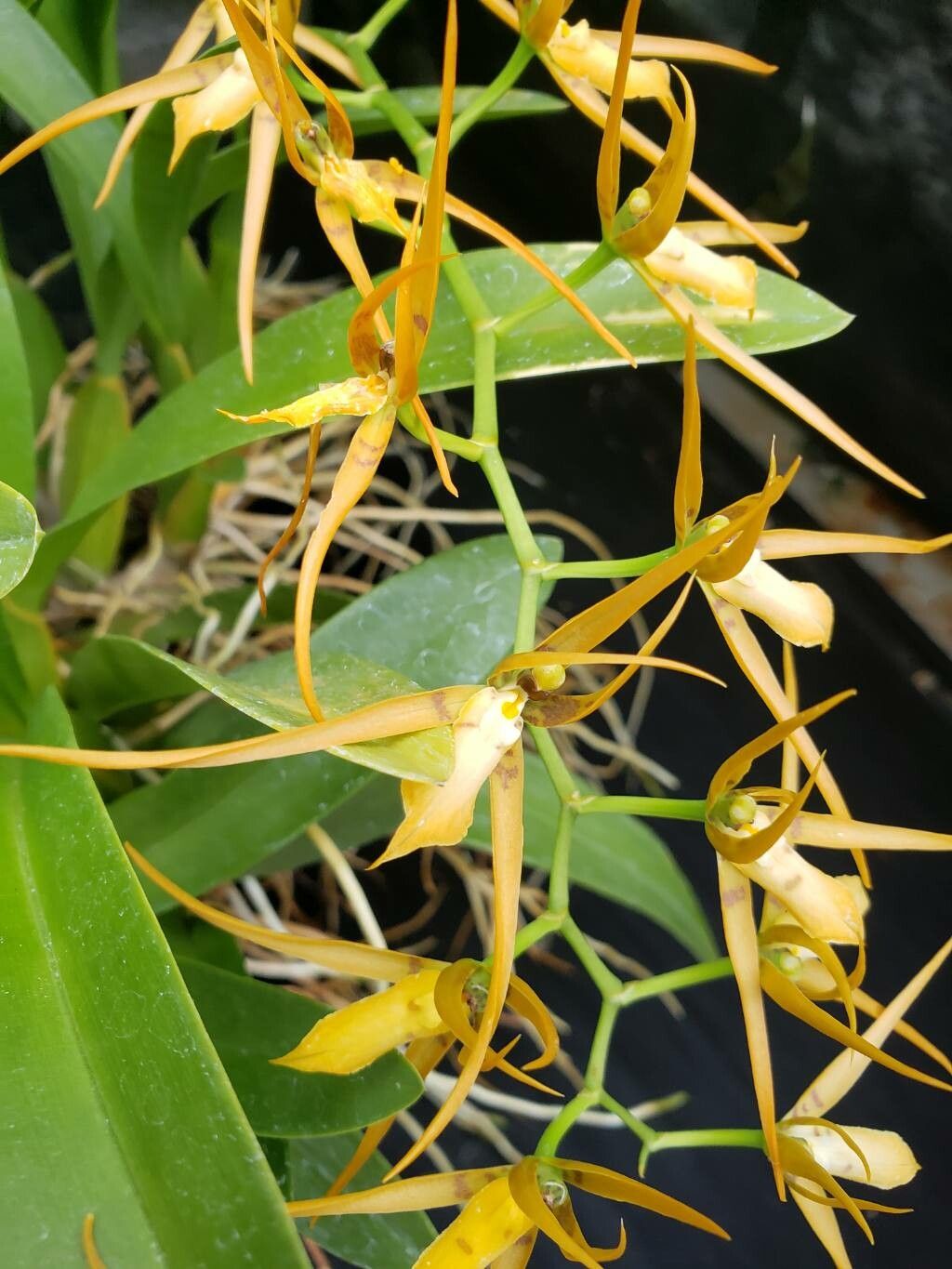 Brassia jipijapensis flower