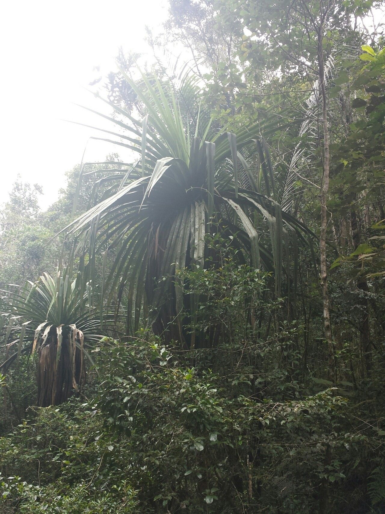 Pandanus vandamii habit