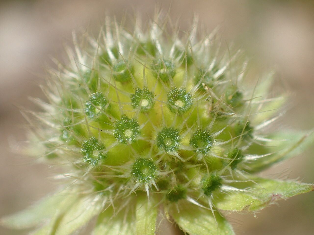 Knautia collina fruit