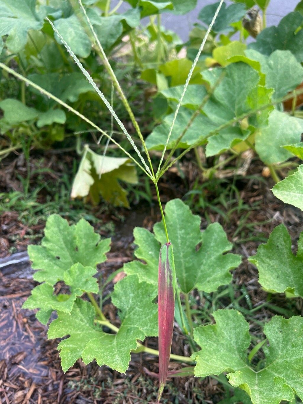 Digitaria violascens — houseplant care guide