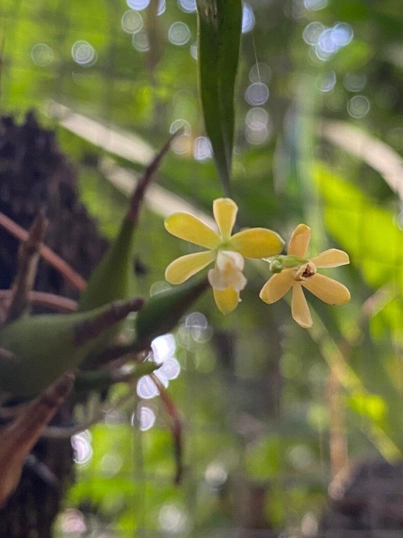 Epidendrum myodes — search result for 'Epidendrum'