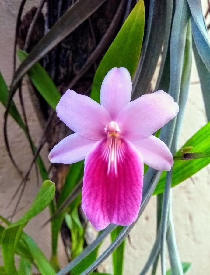Miltonia regnellii