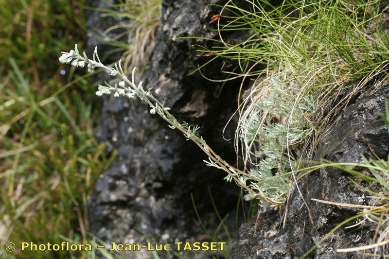 Artemisia nitida habit